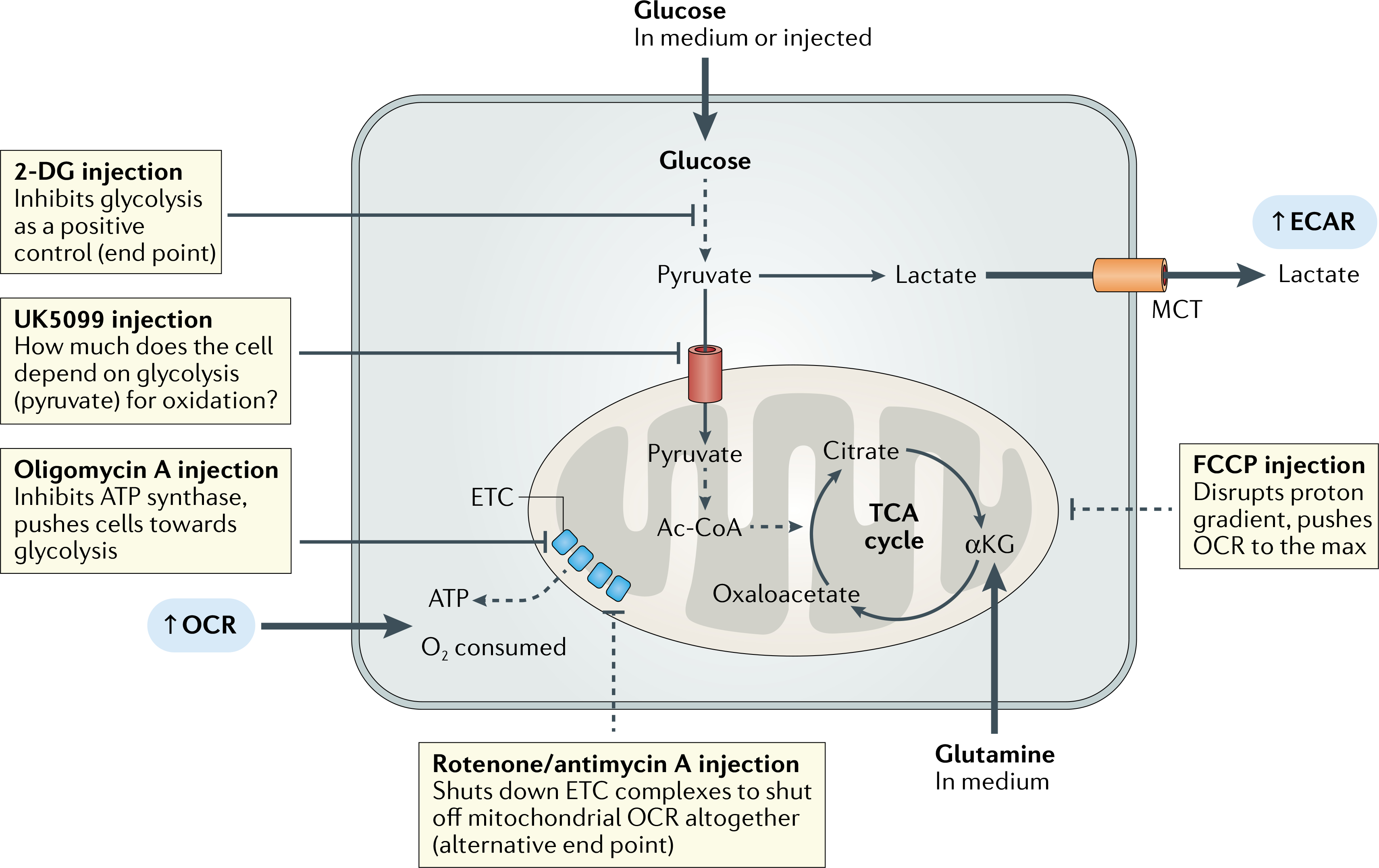 Fig. 2 |