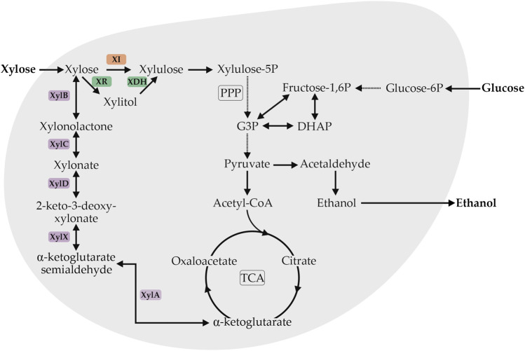 FIGURE 1