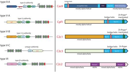 graphic file with name nihms-729607-f0001.jpg