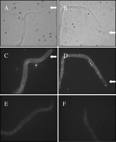 FIG. 5.