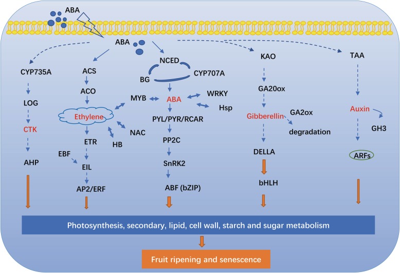 Fig. 12