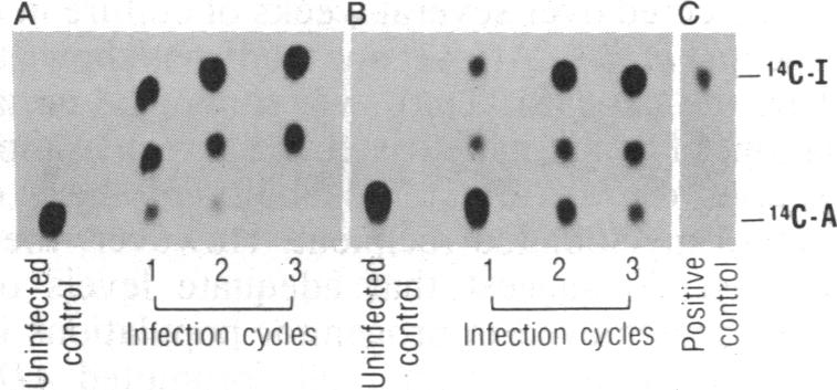 graphic file with name pnas00284-0319-b.jpg