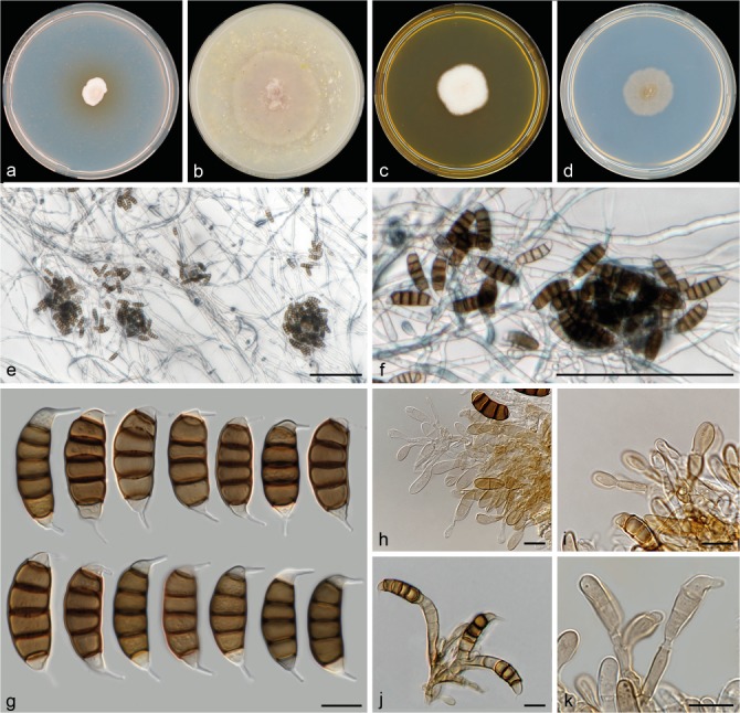 Fig. 13