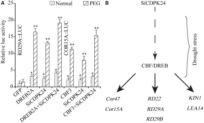 FIGURE 11