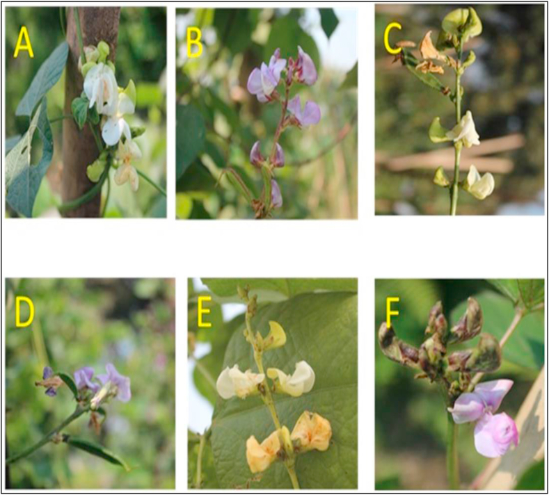 Figure 3