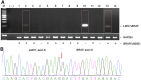 <b>FIG. 1.</b>