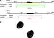 <b>FIG. 2.</b>
