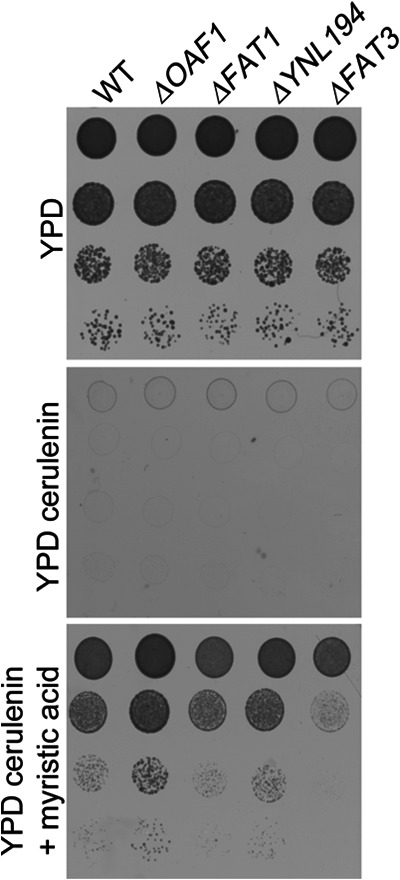 Fig. 9.