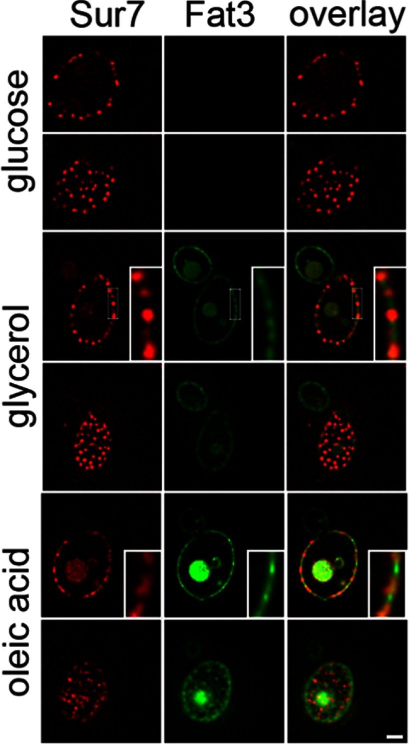 Fig. 8.