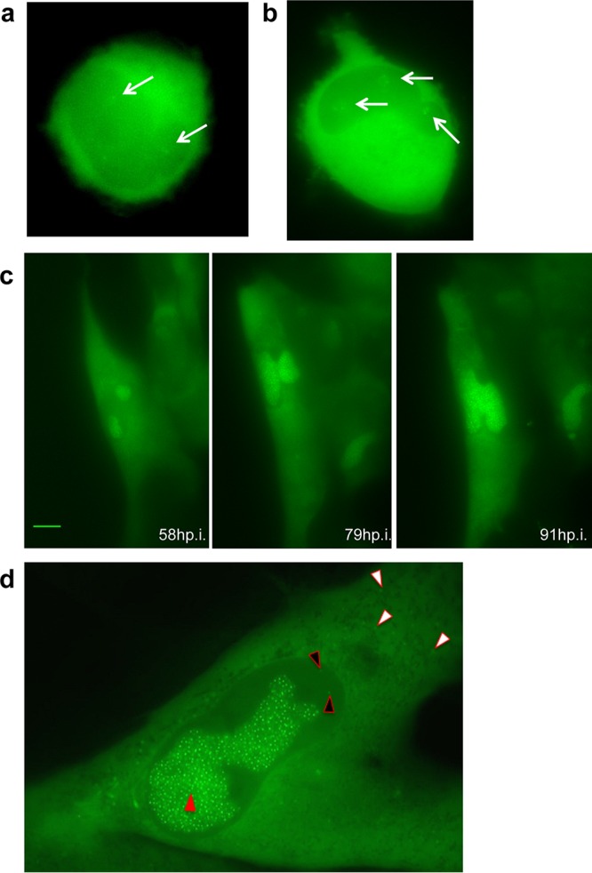 FIG 6