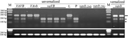 Figure 5 