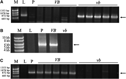 Figure 3 