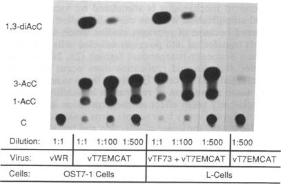 graphic file with name pnas01042-0278-d.jpg