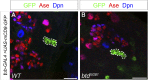 Figure 4—figure supplement 1.