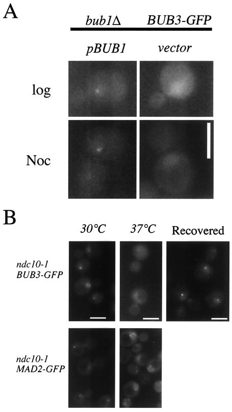 FIG. 5.