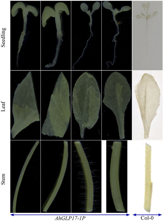 FIGURE 6