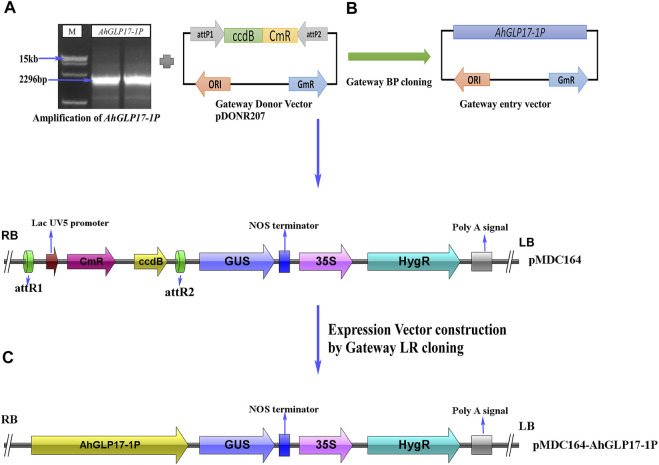 FIGURE 4