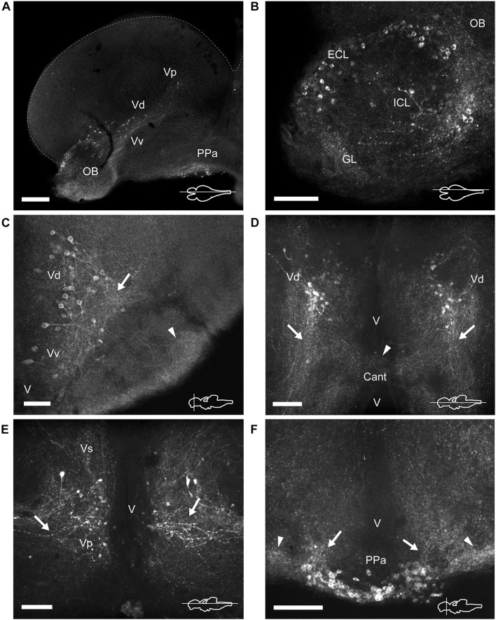 FIGURE 3