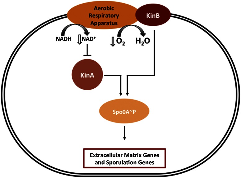 Figure 9.