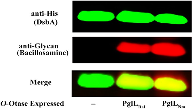 Fig. 1.