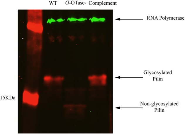 Fig. 3.