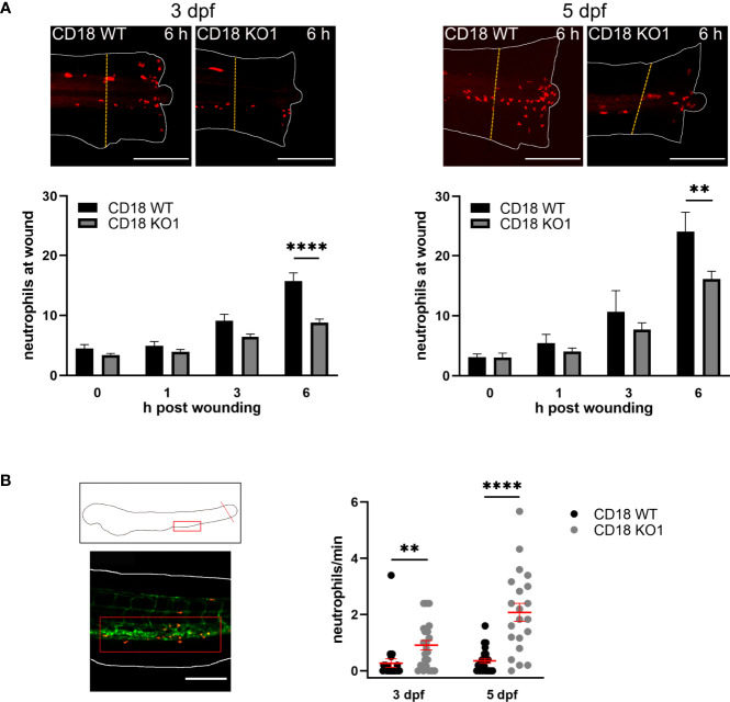 Figure 3