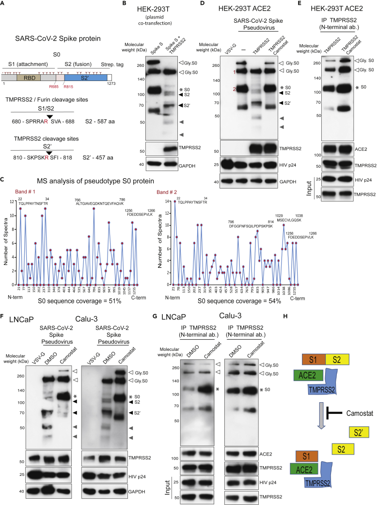 Figure 4