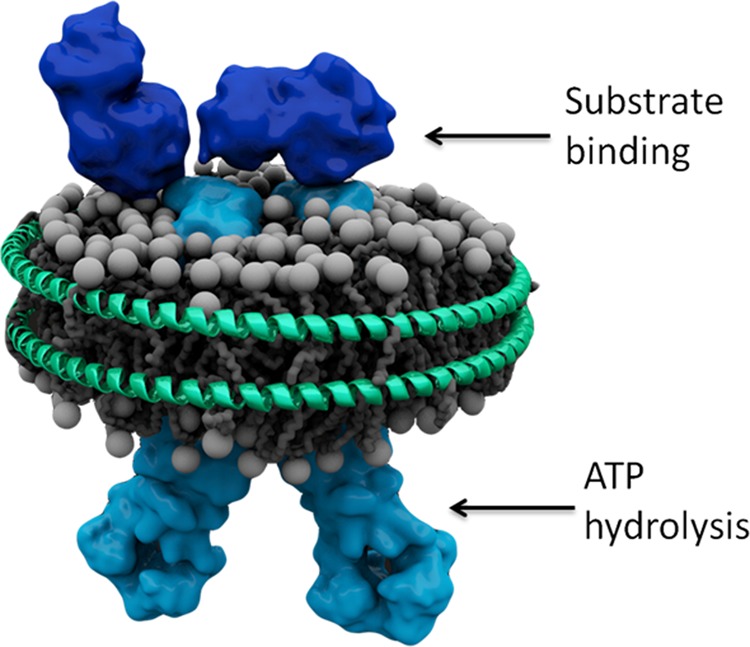 FIGURE 1.