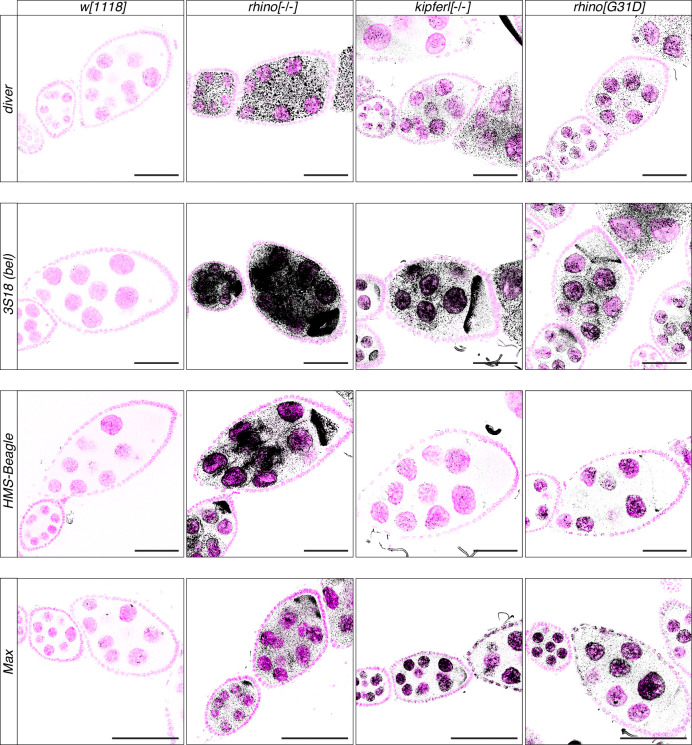 Figure 5—figure supplement 2.