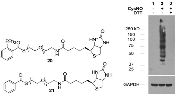 Scheme 7