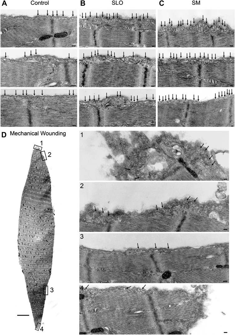 Figure 12.