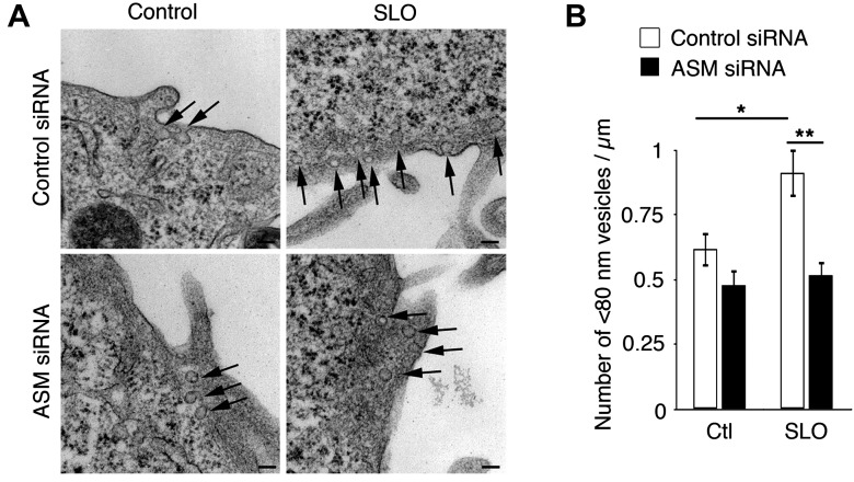 Figure 1—figure supplement 1.