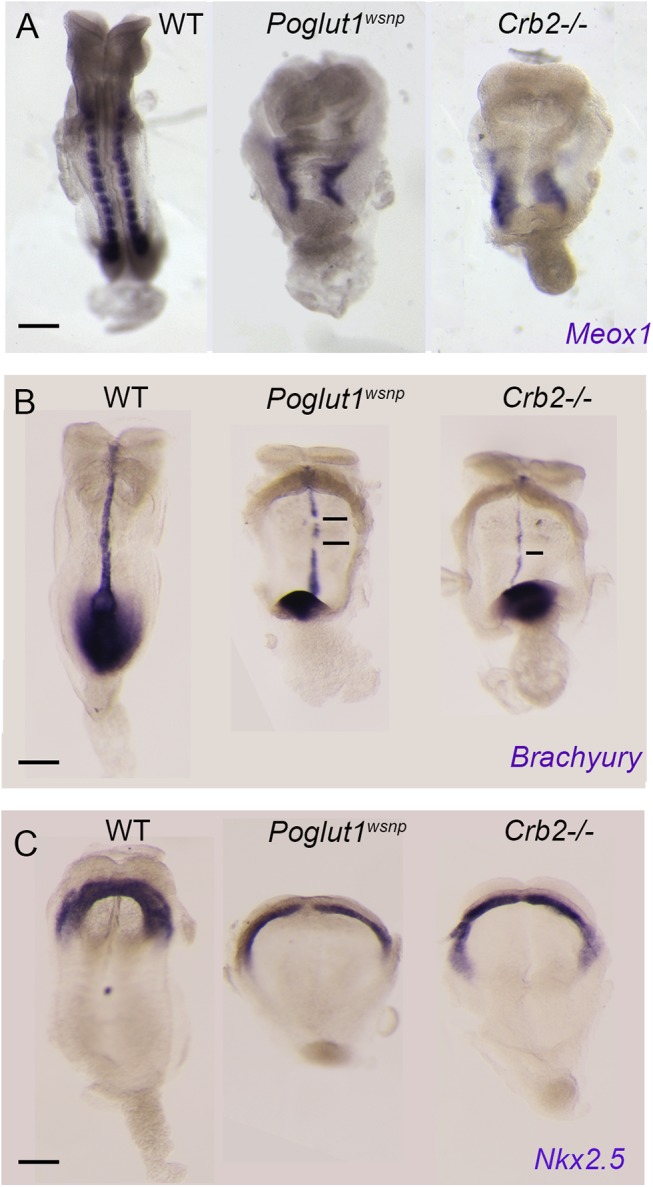 Fig 5