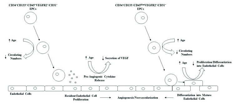 Fig. (1)