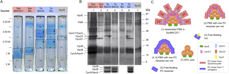 Fig. 3