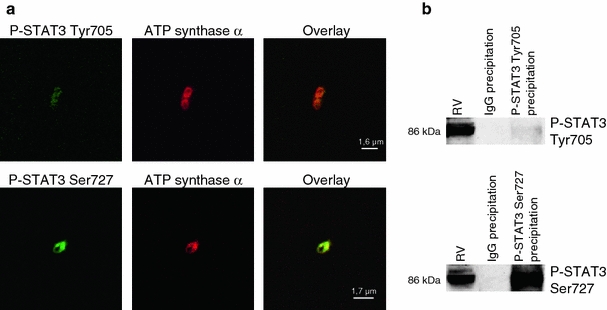 Fig. 10