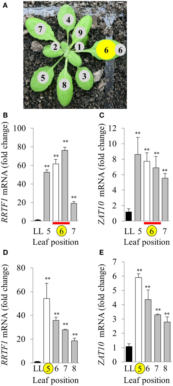 Figure 5