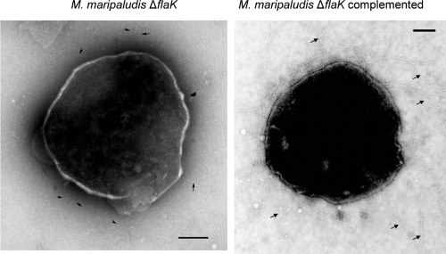 FIG. 5.