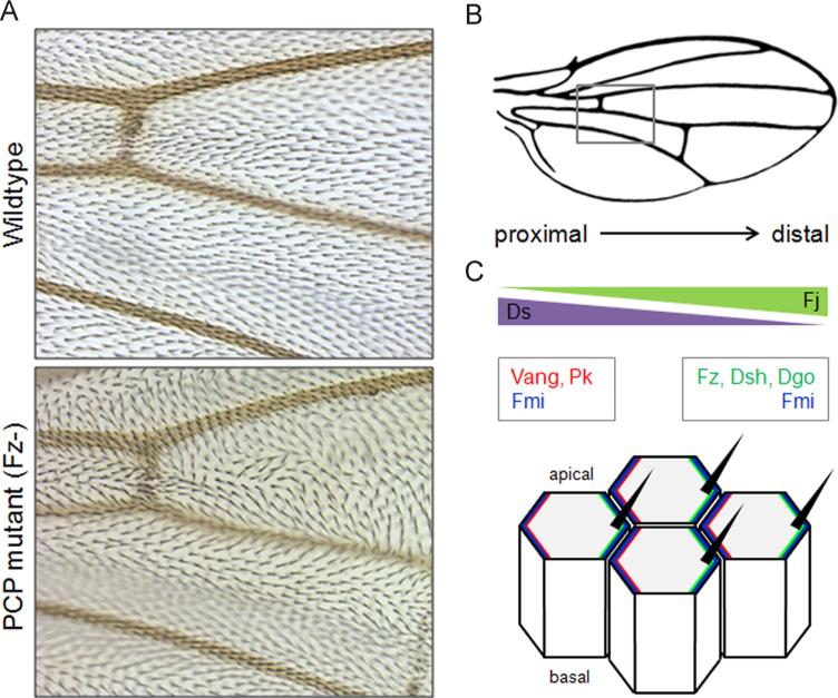 Fig. 1