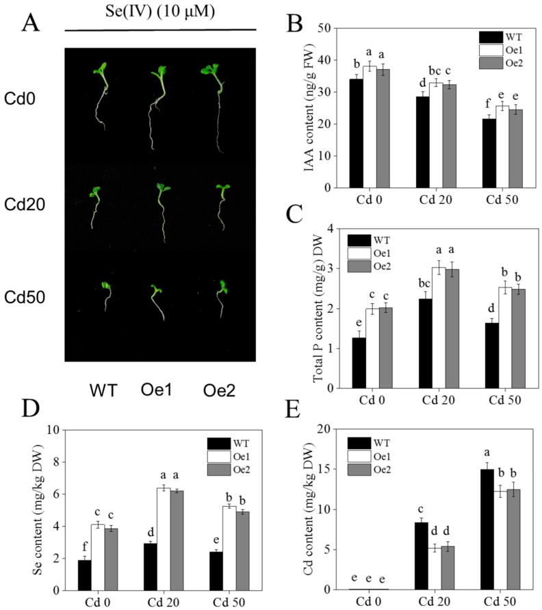 Figure 6