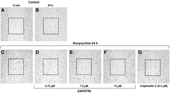 Fig. 6