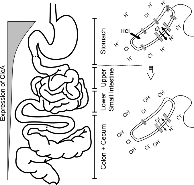 Fig. 5.