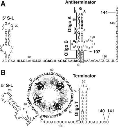 Fig 1.