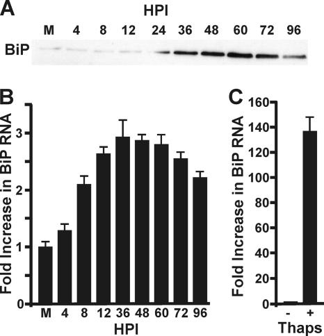 FIG. 1.