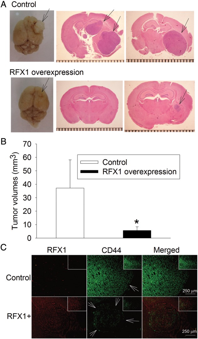 Fig. 7.