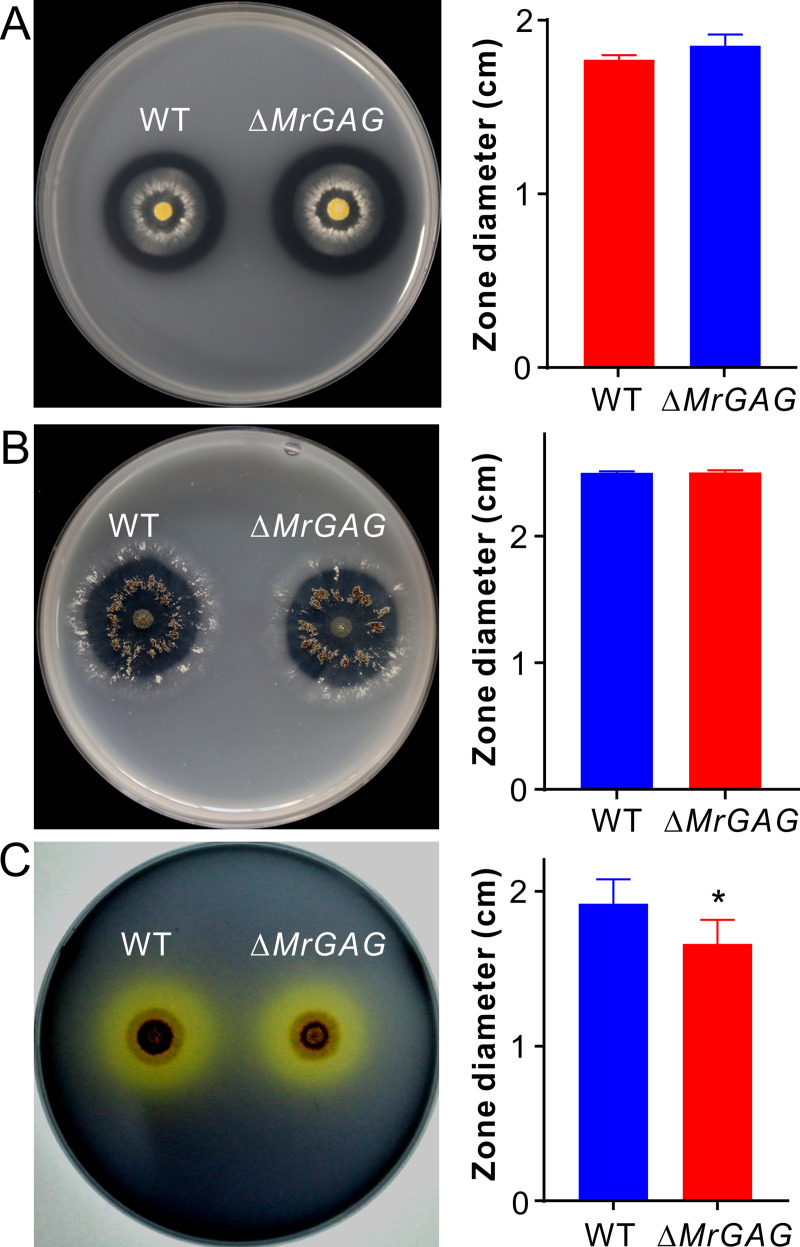 Fig 7