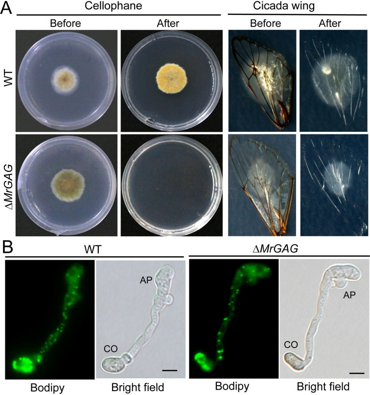 Fig 6