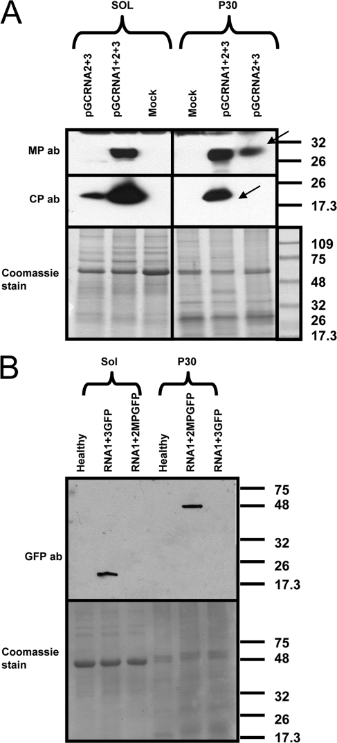 Fig. 10.