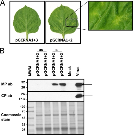 Fig. 5.