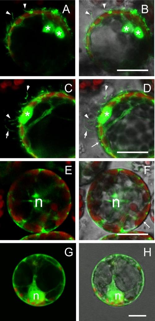 Fig. 8.